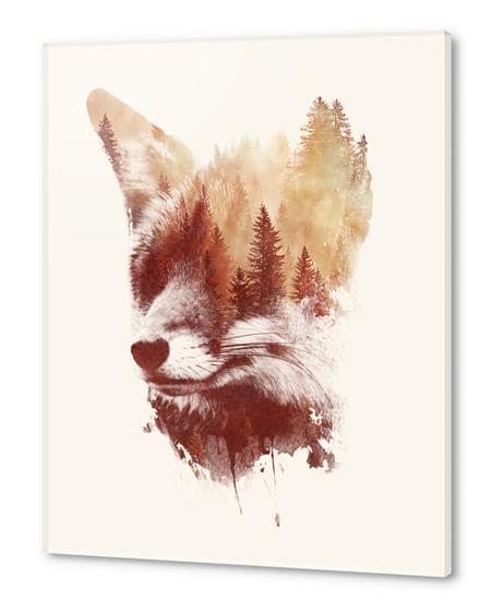 Blind Fox Acrylic prints by Robert Farkas