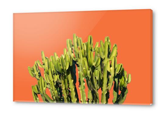 Bold Cactus Acrylic prints by Uma Gokhale