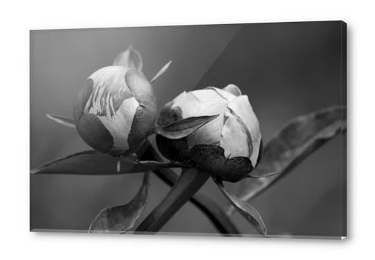 Unbloomed Flowers Acrylic prints by cinema4design