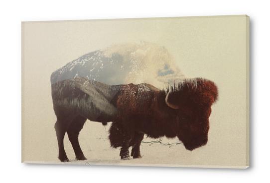 Buffalo Acrylic prints by Andreas Lie
