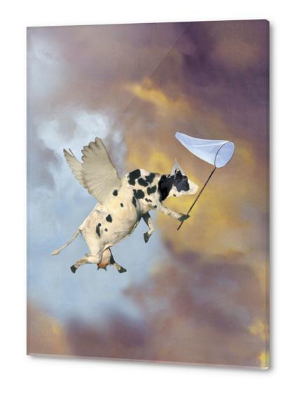 Crazy Cow Acrylic prints by tzigone