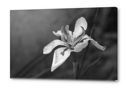 Orchid In Drops Acrylic prints by cinema4design