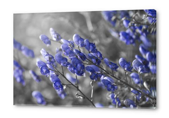 Blue Flower Acrylic prints by cinema4design