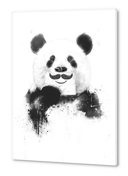 Funny panda Acrylic prints by Balazs Solti
