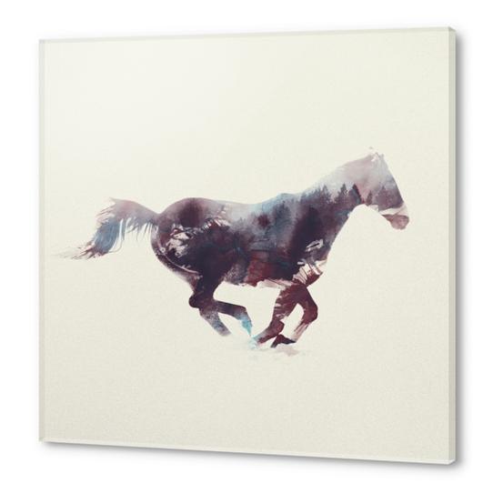 Horse Acrylic prints by Andreas Lie