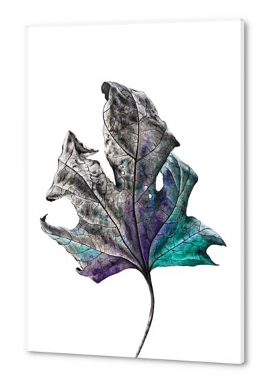Leaf Acrylic prints by Nika_Akin