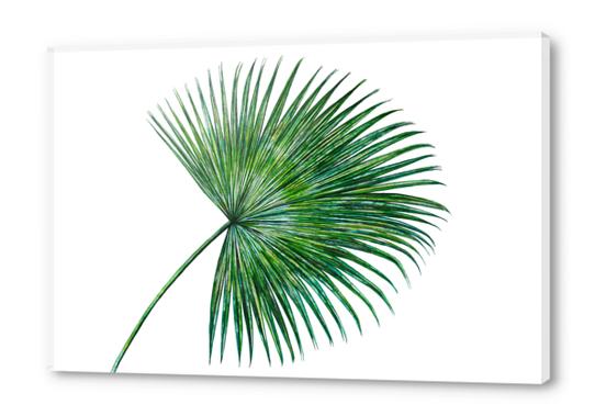 Palm Leaf Acrylic prints by Nika_Akin