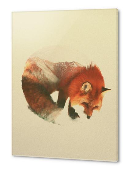 Snow Fox Acrylic prints by Andreas Lie