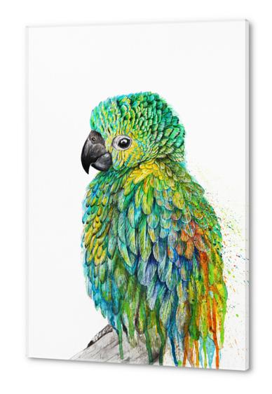 Parrot Acrylic prints by Nika_Akin