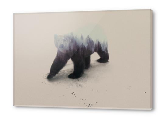 Polar Bear Acrylic prints by Andreas Lie
