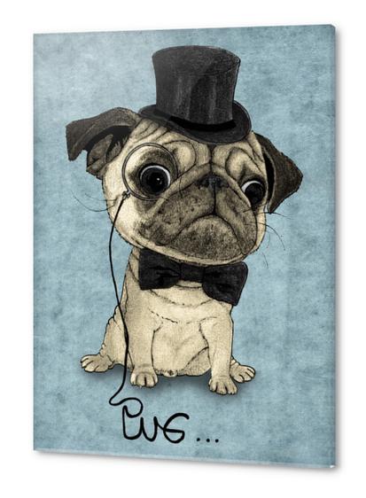 Pug; Gentle Pug Acrylic prints by Barruf