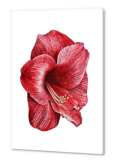 Red flower Acrylic prints by Nika_Akin