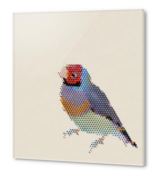 Red Head Bird Acrylic prints by Alex Xela