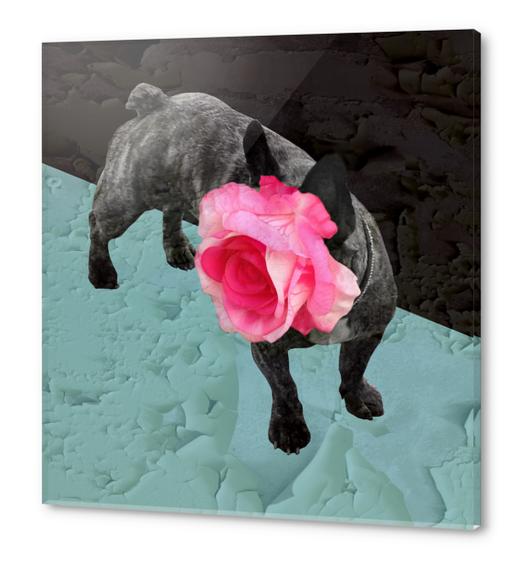 Romantic French Bulldog Acrylic prints by Ivailo K