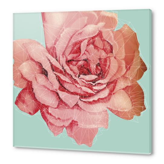 Rose construction Acrylic prints by Vic Storia