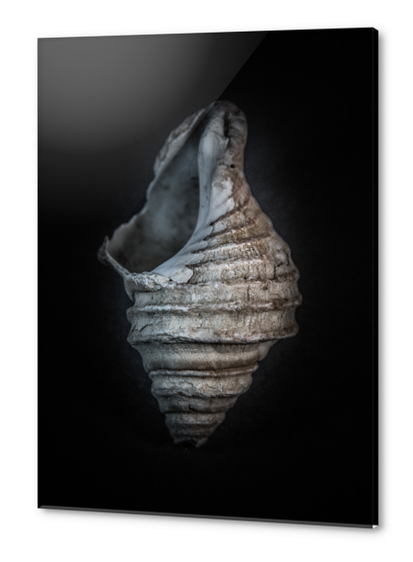 Shells No 6 Color Version Acrylic prints by The Learning Curve Photography