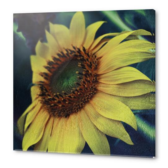 Sunflower Acrylic prints by VanessaGF