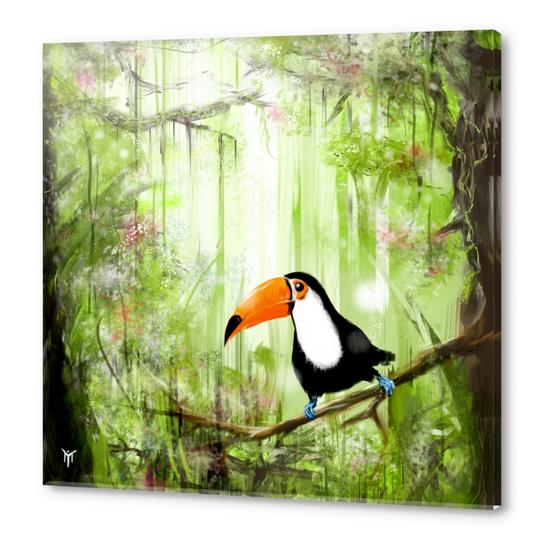 tucan forest Acrylic prints by martinskowsky