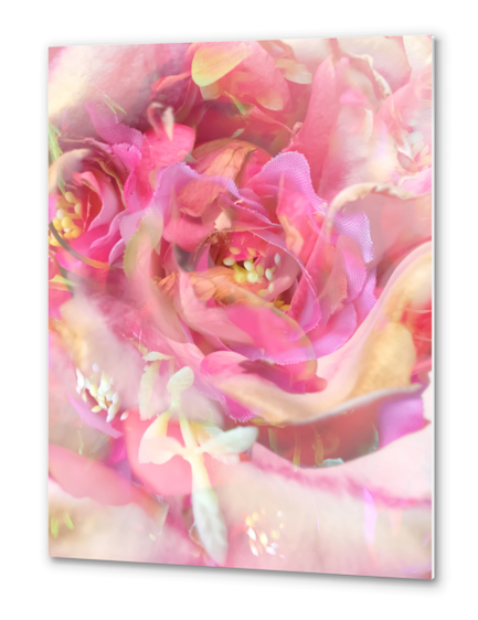 blooming pink rose texture abstract background Metal prints by Timmy333