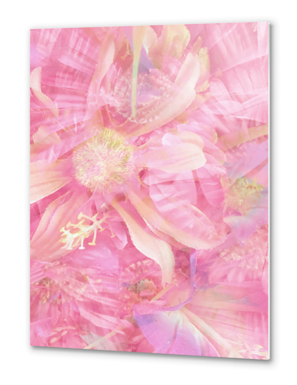 blooming pink daisy flower abstract background Metal prints by Timmy333