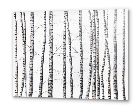Birches Metal prints by Nika_Akin