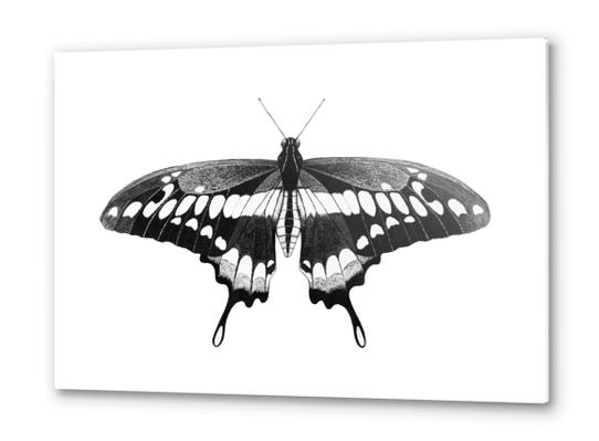 Butterfly Metal prints by Nika_Akin