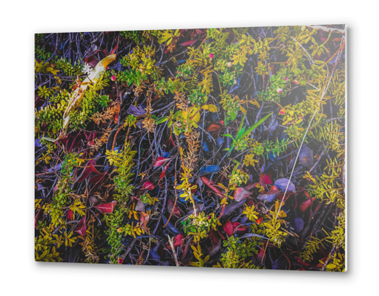 tree roots with green leaves and brown leaves Metal prints by Timmy333