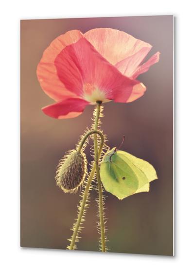 Yellow butterfly sitting on the pink poppy flower Metal prints by Jarek Blaminsky