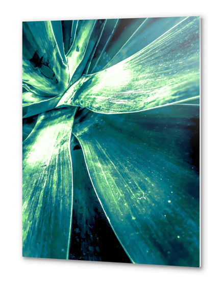 closeup green succulent leaves texture background Metal prints by Timmy333