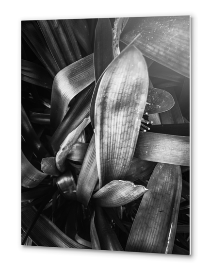 closeup leaves texture background in black and white Metal prints by Timmy333