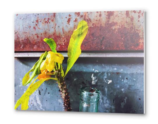 yellow euphorbia milii plant with old lusty metal background Metal prints by Timmy333