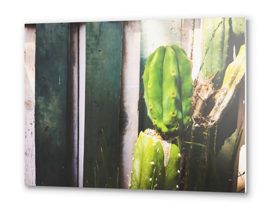 green cactus with green and white wood wall background Metal prints by Timmy333