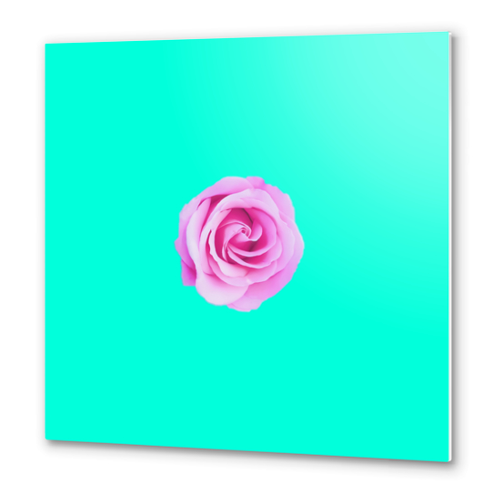 closeup pink rose with green background Metal prints by Timmy333