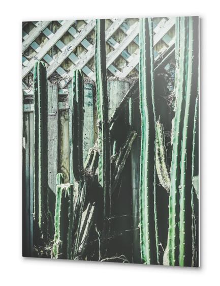 cactus with green and white wooden fence background Metal prints by Timmy333
