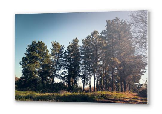 Trees II Metal prints by Salvatore Russolillo