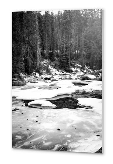 Sequoia national park, USA in black and white Metal prints by Timmy333