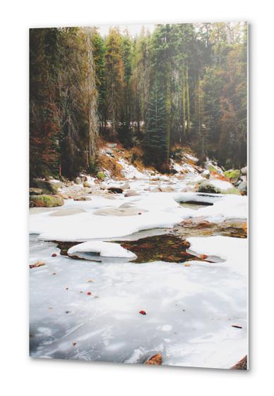 Sequoia national park, USA in winter Metal prints by Timmy333