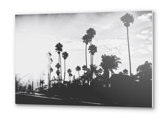 palm trees with sunlight in black and white Metal prints by Timmy333