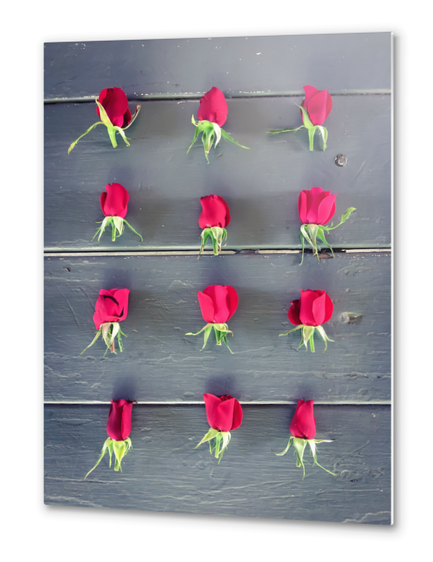 red baby roses on the wooden table Metal prints by Timmy333