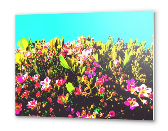 pink flowers with green leaves and blue background Metal prints by Timmy333