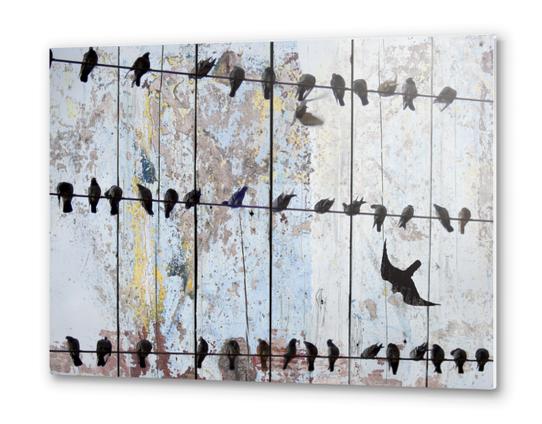 Spring Birds Metal prints by Irena Orlov