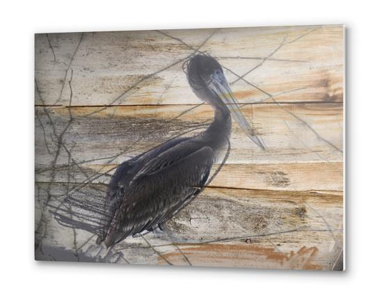 Pelican Metal prints by Irena Orlov