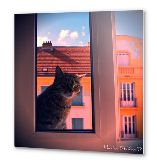 Le chat sur la fenêtre(2) Metal prints by Stefan D