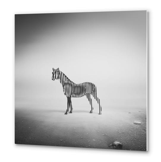 Zebra Mist Metal prints by Eugene Soloviev