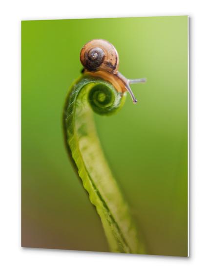 Snail on a curly grass Metal prints by Jarek Blaminsky