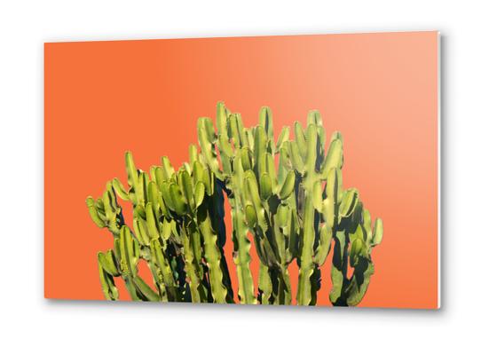 Bold Cactus Metal prints by Uma Gokhale