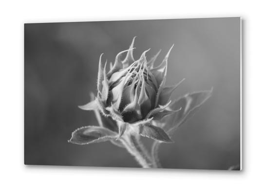 Sunflower Metal prints by cinema4design