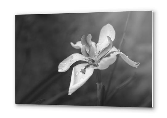 Orchid In Drops Metal prints by cinema4design