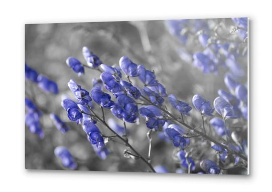 Blue Flower Metal prints by cinema4design