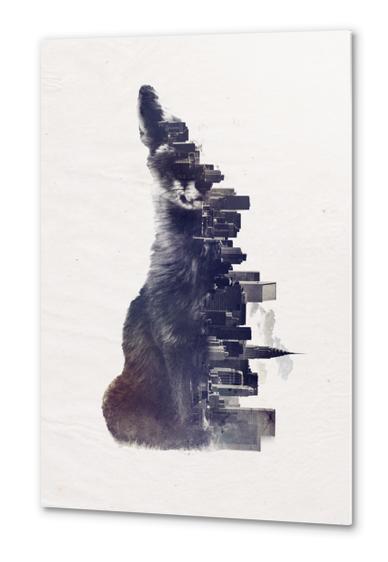 Fox from the city Metal prints by Robert Farkas